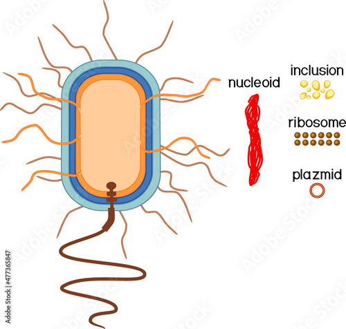 Educational game: assembling bacterial cell from ready-made components in form of stickers. Prokaryotic cell structure photo