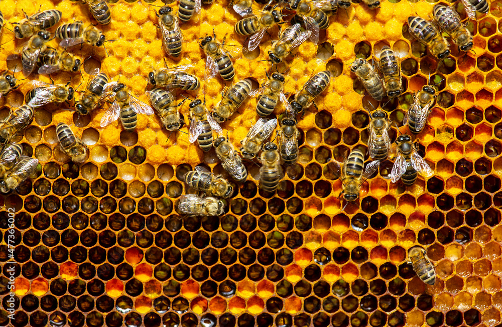 Signs of the development of a bee colony. Signs of the development of a bee colony.