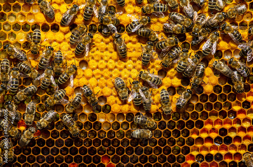 Foto Signs of the development of a bee colony