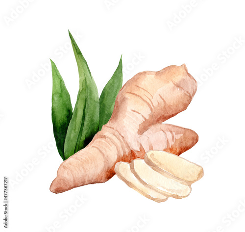 Hand Drawn Ginger and Horseradish watercolor sketch. Illustration For Food Design.
