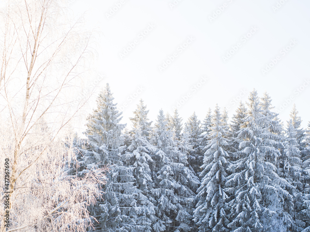 Winter forest on a frosty day, trees covered with snow Winter forest on a frosty day, trees covered with snow