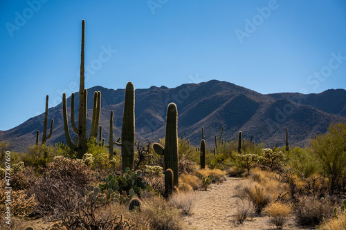 Sandy Trail Through Cacti in the Tucson Mountain District