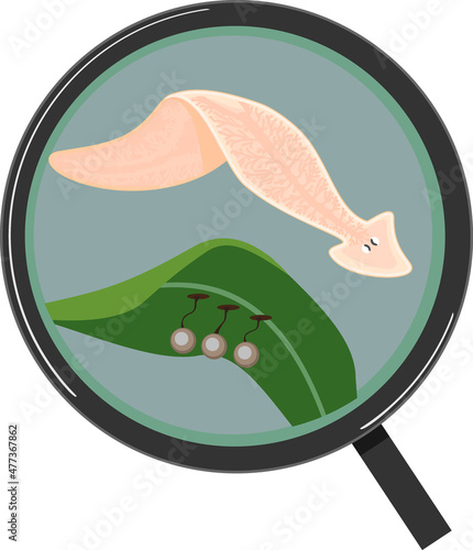 Planarian Dendrocoelum lacteum with cocoons attached to green leaf under magnifying glass isolated on white background