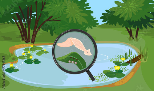 Pond biotope with planarian Dendrocoelum lacteum with cocoons attached to green leaf under magnifying glass