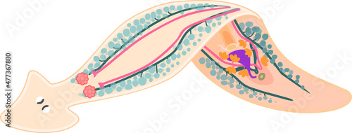 Reproductive system of planaria (flatworm) isolated on white background