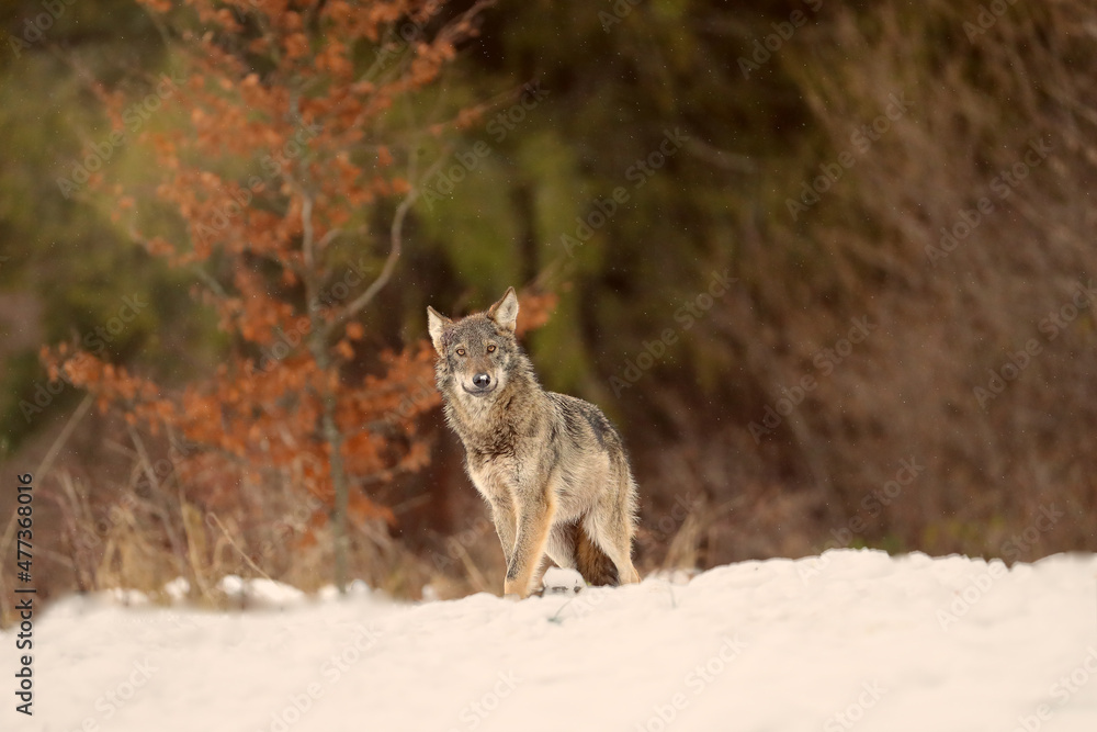 Fototapeta premium The grey wolf or gray wolf (Canis lupus) with food. A large wolf in the haze of the setting sun. A large Carpathian wolves rises on a meadow. European wolf in winter.