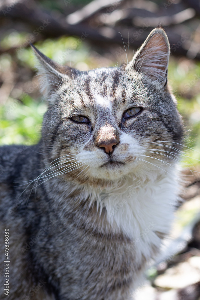 Gray cat with white breast outdoors. Favorite pets. Gray cat with white breast outdoors. Favorite pets.