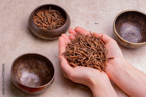 Yarsagumba (Cordyceps sinensis / Ophiocordyceps sinensis) 