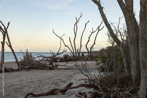 Large bare trees and driftwood on the beach 