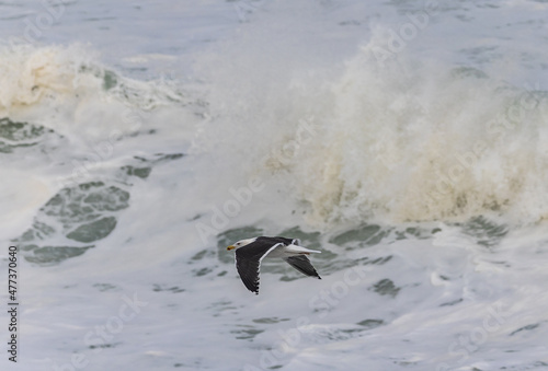 Walk along the Cantabrian coast during the storm with the sight of various birds!