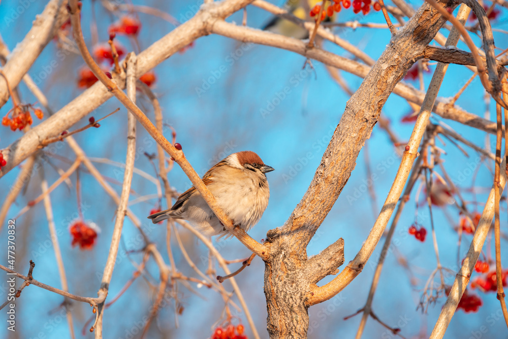 Bird sparrow (Passer domesticus) on a tree branch with berries. Bird sparrow (Passer domesticus) on a tree branch with berries.
