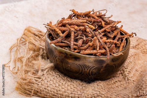 Yarsagumba (Cordyceps sinensis / Ophiocordyceps sinensis)