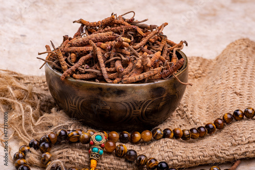 Yarsagumba (Cordyceps sinensis / Ophiocordyceps sinensis) photo