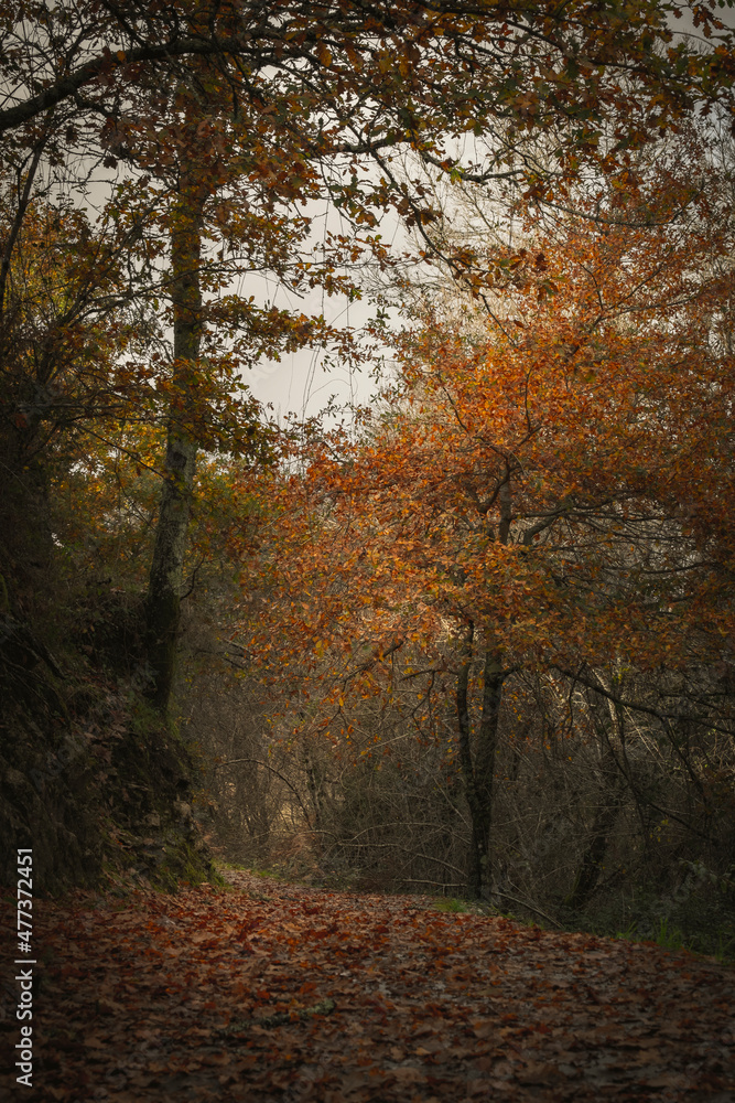 Fototapeta premium Bonito caminho na floresta no outono