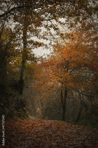 Bonito caminho na floresta no outono