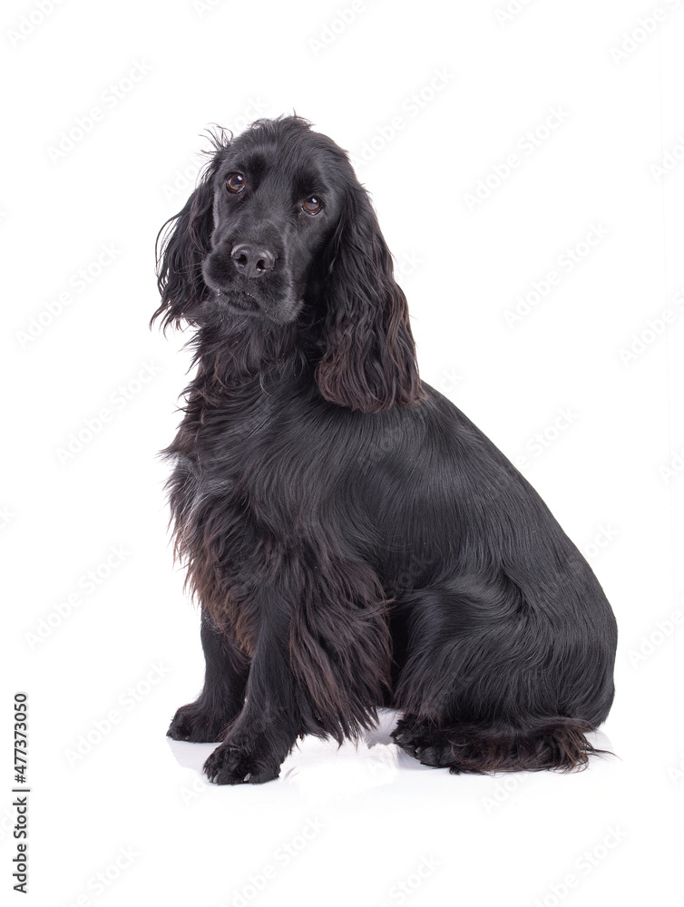 Black cocker spaniel sitting in studio Black cocker spaniel sitting in studio