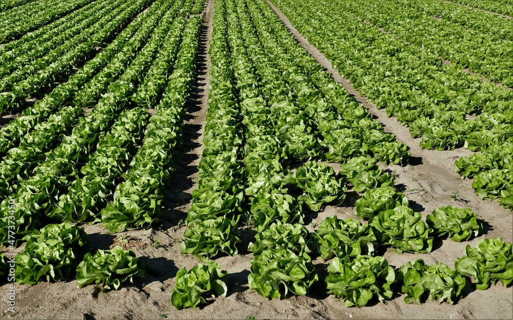 Feld mit grünem Kopfsalat