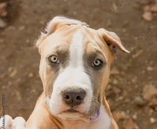 Beautiful American Staffordshire Terrier puppy.