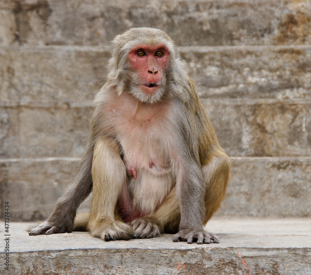 Female rhesus macaque monkey sitting on steps at Swayambhunath Buddhist temple, Kathmandu, Nepal