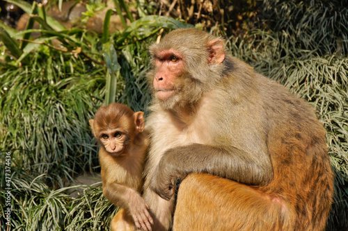 Female rhesus macaque monkey with young sitting in grass  Kathmandu  Nepal