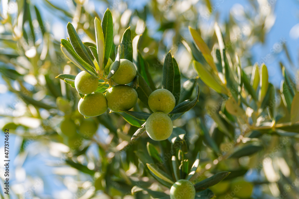 Green Olives on the tree before harvest