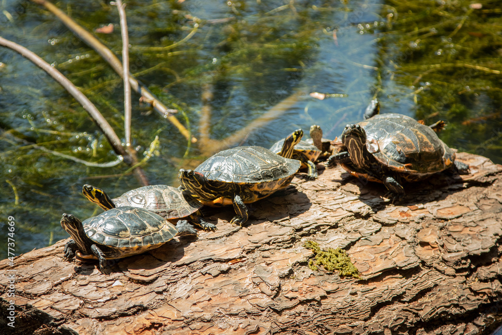 Obraz premium Turtles with the scientific name 