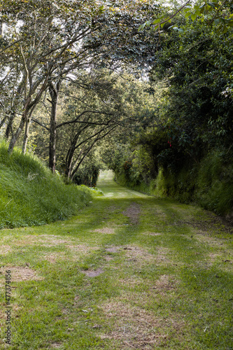 landscape of a park with a dirt road, nature with trees and bushes on a sunny summer day outside