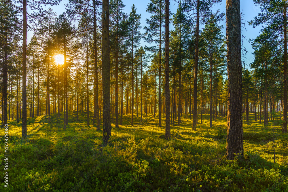 Fototapeta premium Beautiful pine forest in sunlight with a green forest floor