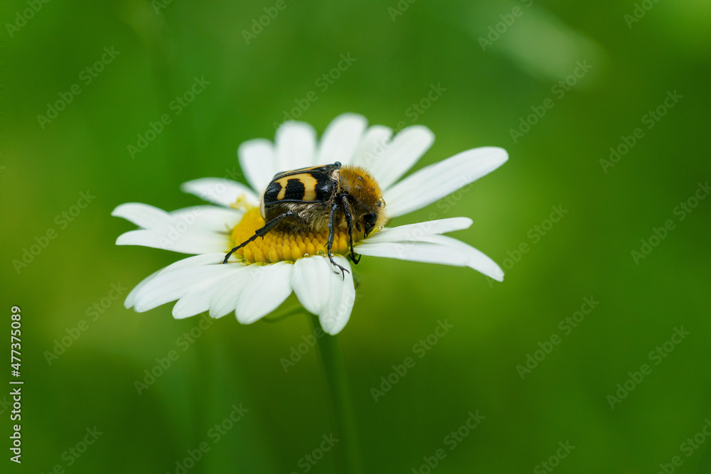 Bumblebee beetle sitting on a Marguerite flower Bumblebee beetle sitting on a Marguerite flower