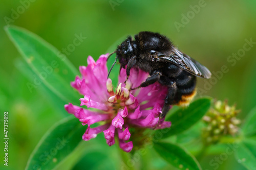 Close up of a bumblebee collecting nectar from a pink clover flower