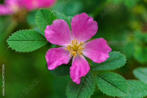 Close up of a beautiful dog rose in a green shrub
