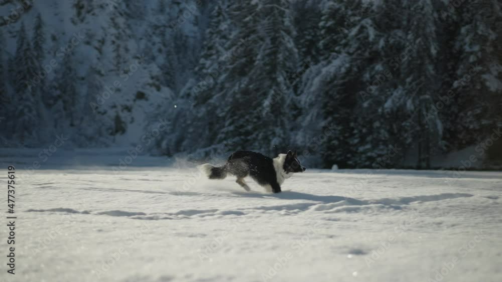 Full shot - Black and white Border Collie dog running in the snow, surrounded by a coniferous forest, on a sunny winter day. Full shot - Black and white Border Collie dog running in the snow, surrounded by a coniferous forest, on a sunny winter day.