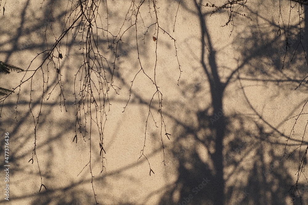 Cień na beżowej ścianie od drzew zimą - obrazy, fototapety, plakaty 