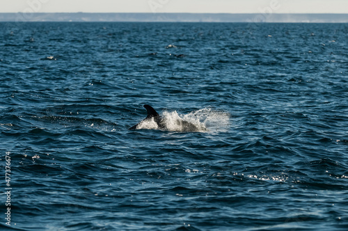 Dolphin Jump, Patagonia