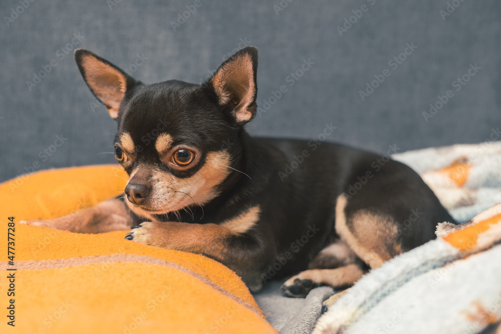 portrait of lying chihuahua dog portrait of lying chihuahua dog