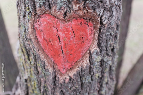 A red heart carved and painted on the bark of a tree. St. Valentine's Day.