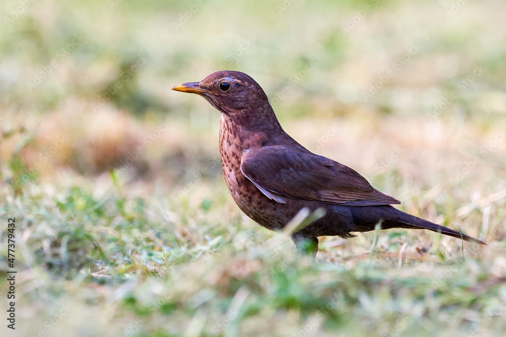Common blackbird female (Turdus merula). Common blackbird female (Turdus merula).