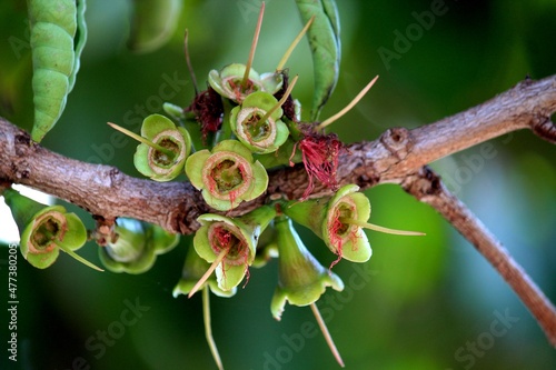 planta flor jambo - syzygium jambos photo