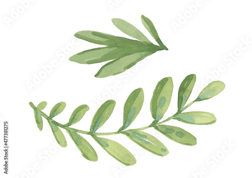 Watercolor set green leave on white background. Leafs on branch. Floral elements