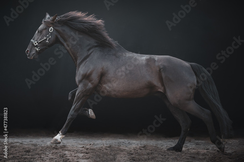 Big black galloping horse  cross breed between a Friesian and Spanish Andalusian horse  on a black background.