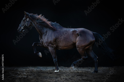 Big black trotting horse with one leg up, cross breed between a Friesian and Spanish Andalusian horse, on a black background.