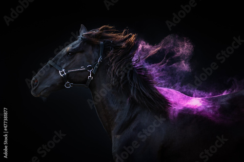 Side portrait of a fiery big horse, cross breed between a Frisian and Spanish Andalusian horse, on a black background with purple pink powder on his waving manes.