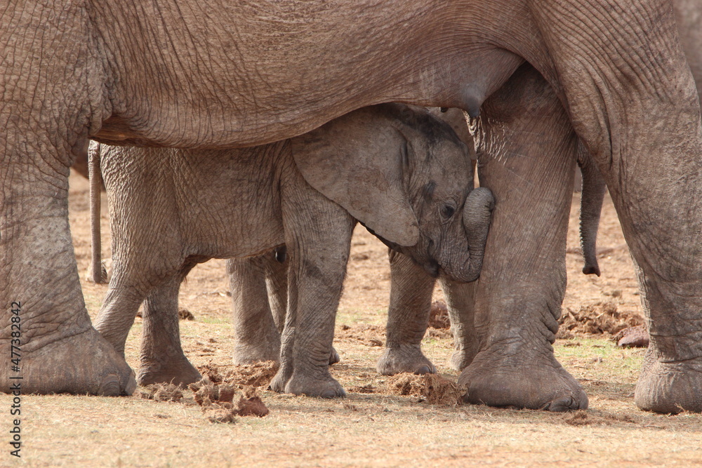 Fototapeta premium African Elephants in Addo Elephant National Park, South Africa 