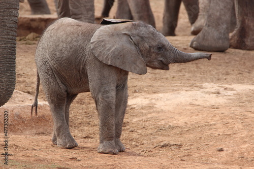 African Elephants in Addo Elephant National Park  South Africa 