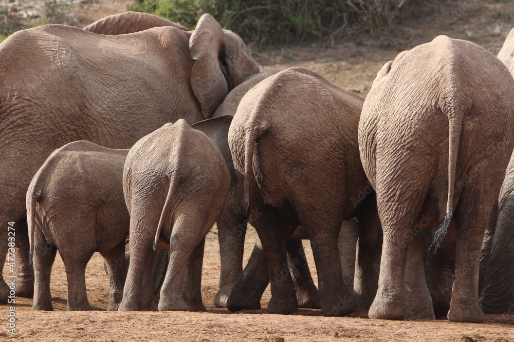 Fototapeta premium African Elephants in Addo Elephant National Park, South Africa 