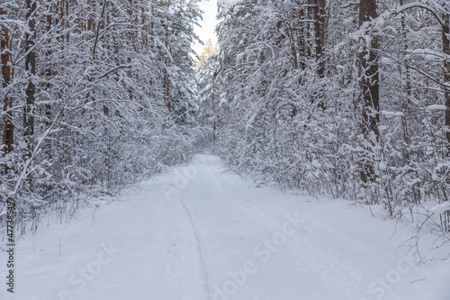 Beautiful winter calendar landscape with a lot of snow on forest road © Photo by ERIKS ROZE