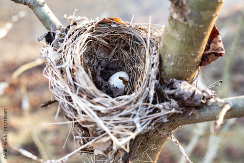 Broken egg in nest near a lake