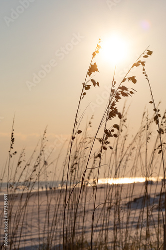 Sea oats in the evening sun