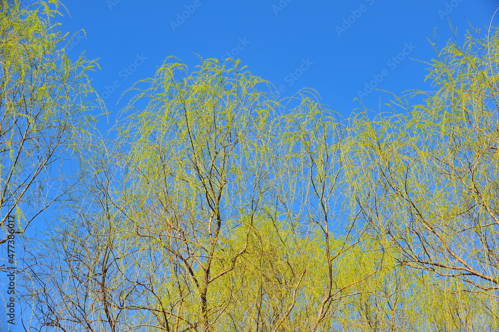In spring, the willows shoot out against the blue sky In spring, the willows shoot out against the blue sky