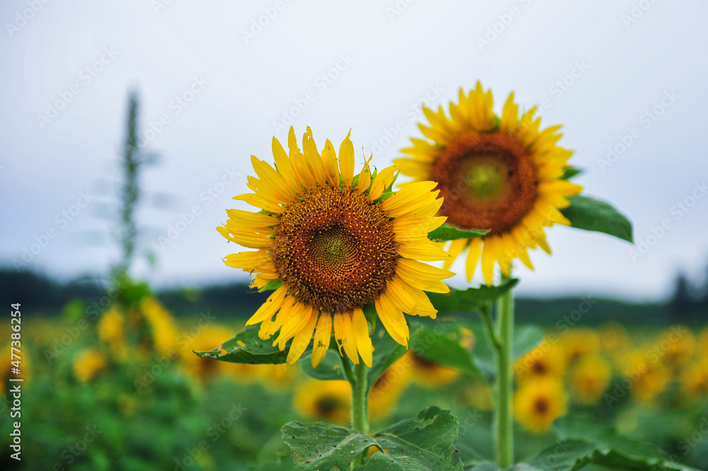 Sunflowers blooming in the fields